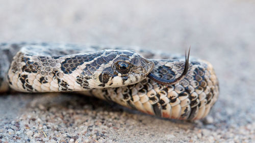 Close-up of a turtle