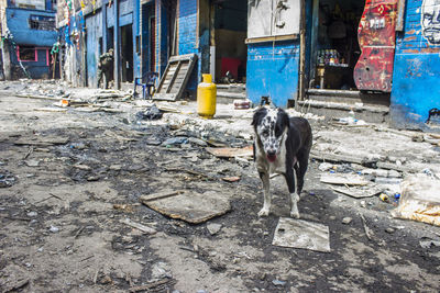 Dog on street