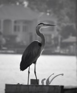 High angle view of gray heron perching on pole against blurred background