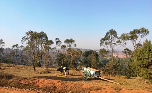 Panoramic view of horse cart on field against sky