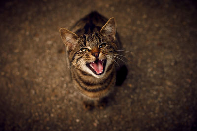 Close-up portrait of cat