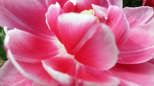 Close-up of pink rose