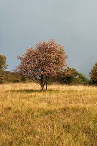 Cherry blossom tree on field