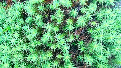 Full frame shot of succulent plant