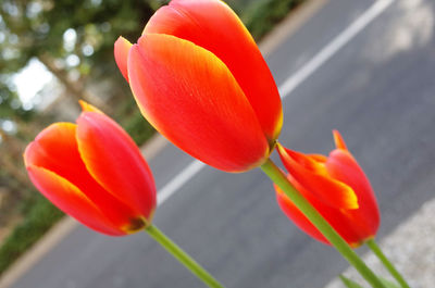 Close-up of red tulip