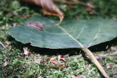 Close-up of a lizard on a field