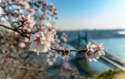 Close-up of fresh cherry blossom blooming against liberty bridge