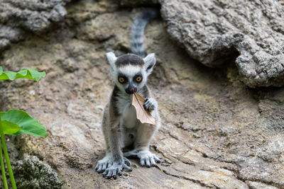 Baby ring-tailed lemur smelling a leaf