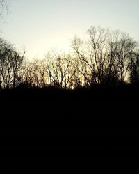 Silhouette of bare trees at sunset