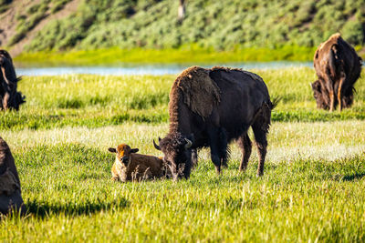 Horses in a field