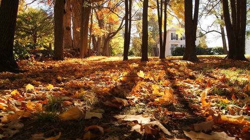 Surface level of autumnal trees in the forest