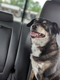Close-up of a dog in car