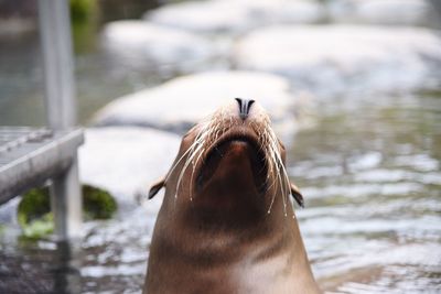 Close-up of seal in lake