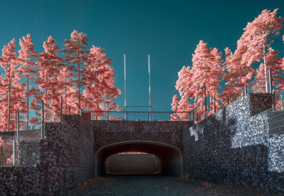 Low angle view of infrared tree against sky