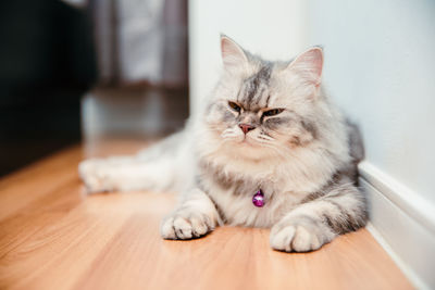 Cat resting on hardwood floor