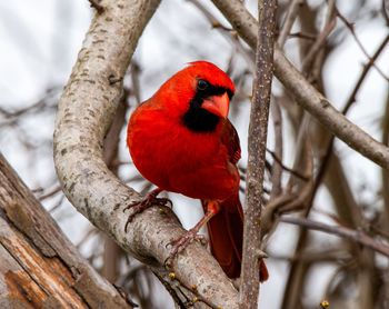 Close-up of a bird perching on branch
