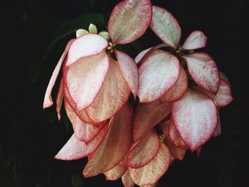 Close-up of flower over black background