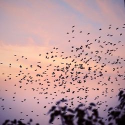 Flock of birds flying in sky