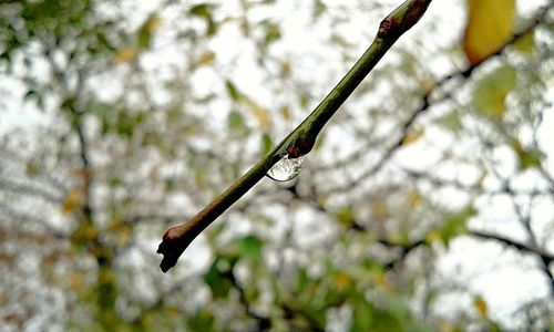 Close-up of insect perching on tree