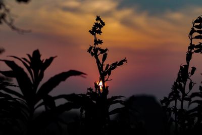 Close-up of silhouette tree against sky during sunset