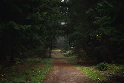 Road amidst trees in forest