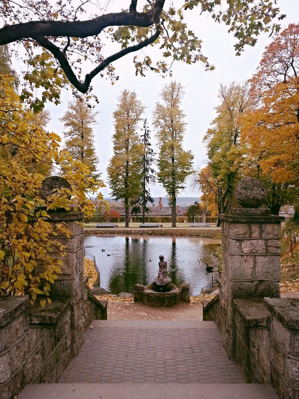 VIEW OF AUTUMN TREES AT RIVERBANK