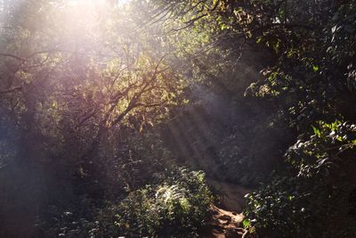 Trees growing in forest