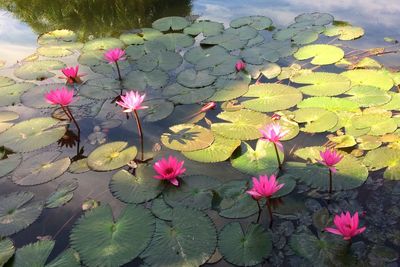 Close-up of pink water lily in pond