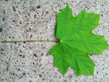 High angle view of plant growing on land