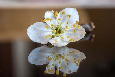 Close-up of white cherry blossom