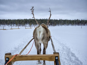 Horse on snow covered field