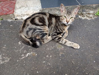 High angle view of cat on street