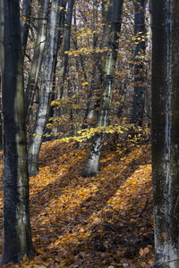 Scenic view of forest