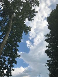 Low angle view of silhouette tree against sky