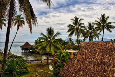 Palm trees by swimming pool against sky