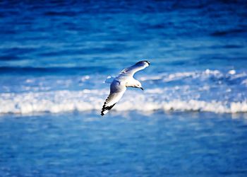 Seagull flying over sea
