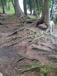 Trees in forest