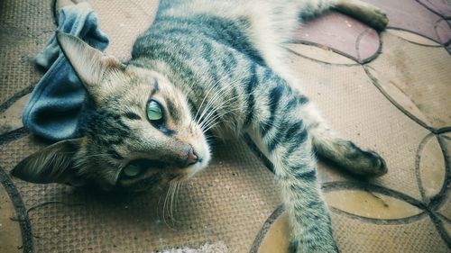 High angle view of cat resting