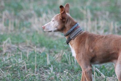 Dog looking away on field