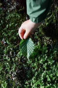 Cropped hand of child touching plant