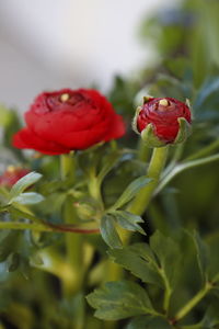 Close-up of red rose plant