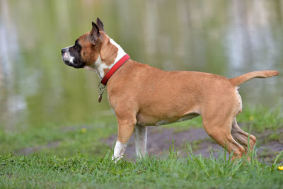 Side view of a dog on field