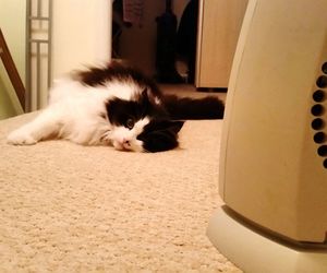 Cat resting on floor