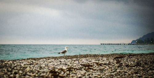 Birds perching on beach against sky