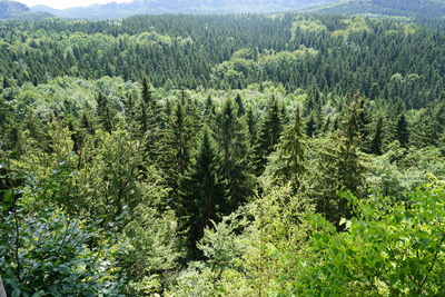 Pine trees in forest