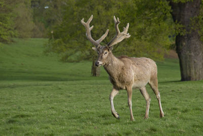 Deer standing in a field
