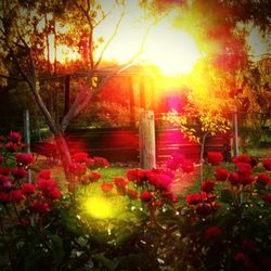 Flowers in sunlight