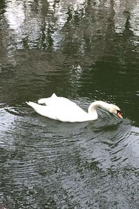 Swan swimming on lake