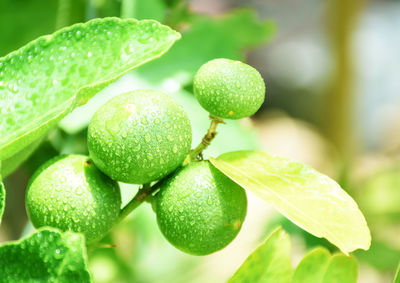 Green lemon and drops of water after the rain has a blurred background, lemon background