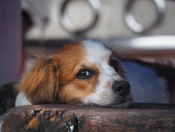 Close-up of dog resting head on log